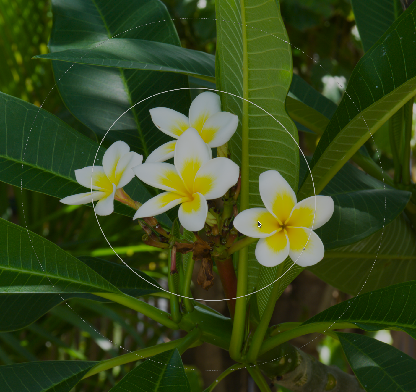 Copie d'écran d'un masque ellipse